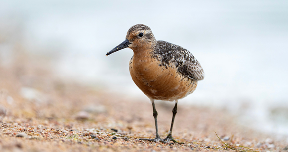 A red knot bird stands on gravel sand.