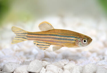 A close up of a zebrafish hovering above white gravel