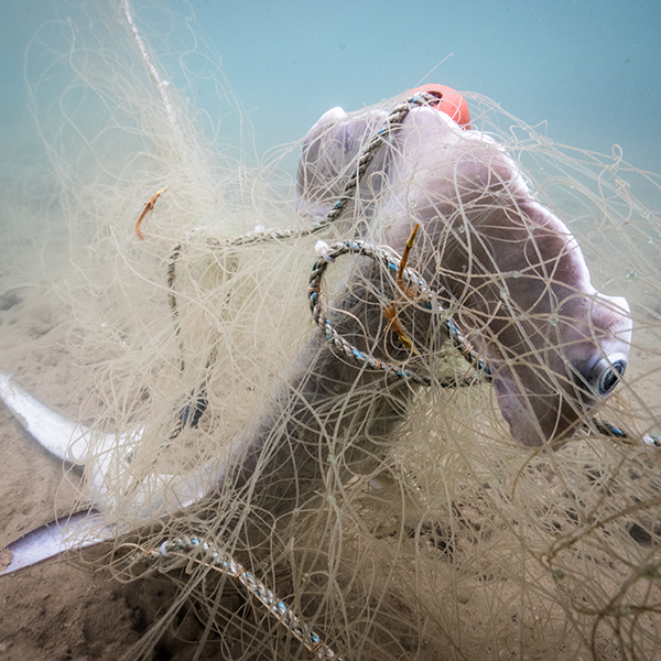A shark is tangled in nets, limiting their ability to swim.
