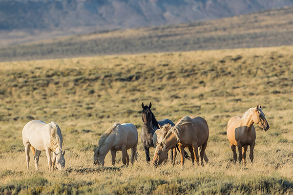 Several wild horses graze on public land in Wyoming's Checkerboard region.