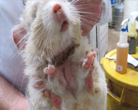 A baby chinchilla being held by a human at a supplier and displaying eroded skin due to a neck collar.