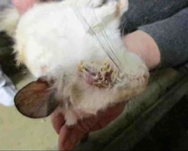 A baby chinchilla being held by a human at a supplier and displaying a crusted eyelid.