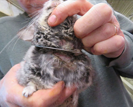 A baby chinchilla being held by a human at a supplier and displaying a neck collar.