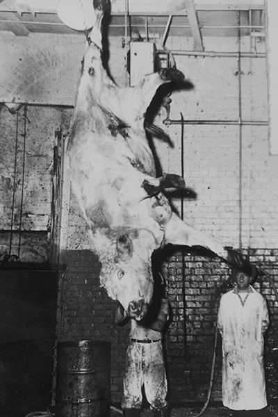 A cow is held aloft in a slaughterhouse, eyes wide.