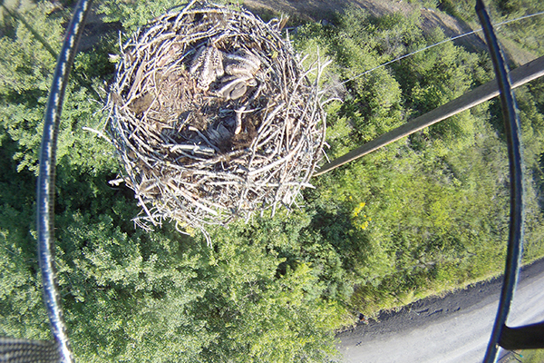 A suspended osprey nest sits high above the treeline. Photo taken by drone as part of a study funded by the Christine Stevens Wildlife Award program.