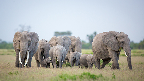 A herd of elephants walk across the savanna.