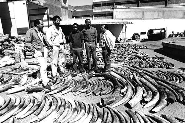 Several men look at a massive collection of ivory.