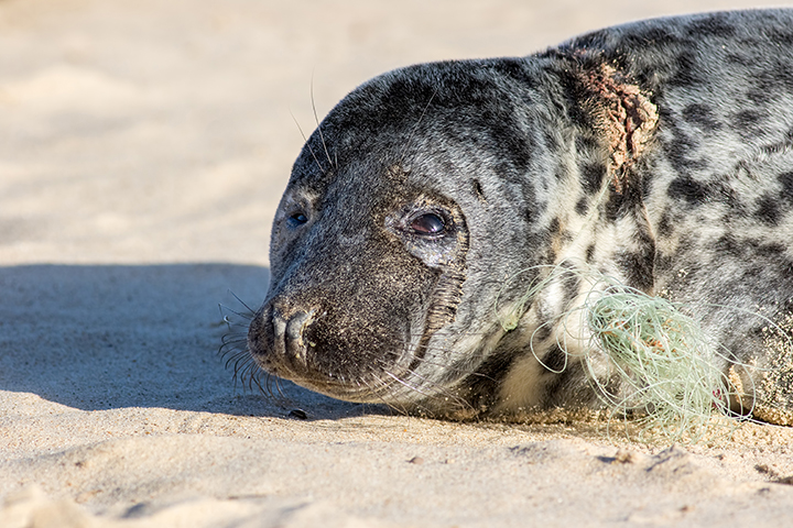 An entangled seal, one of hundreds of thousands of marine mammals who are caught and killed in fishing gear around the globe each year.