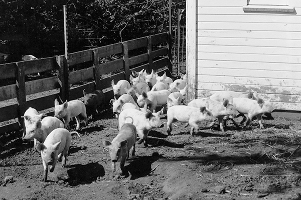 Several small pigs run into a dirt enclosure.
