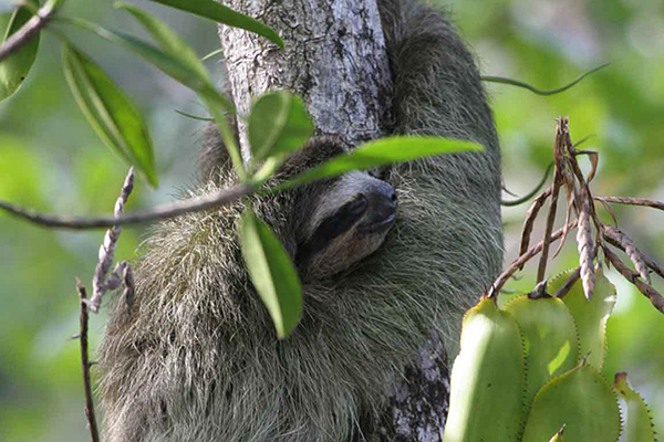 A pygmy three-toed sloth wraps their arms around a tree.