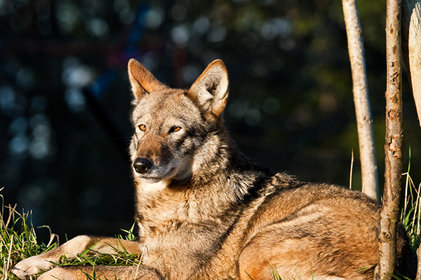 A beautiful red wolf lies in the sunlight.