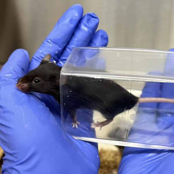 A black mouse climbs from a transparent tunnel into a researcher's open hands.