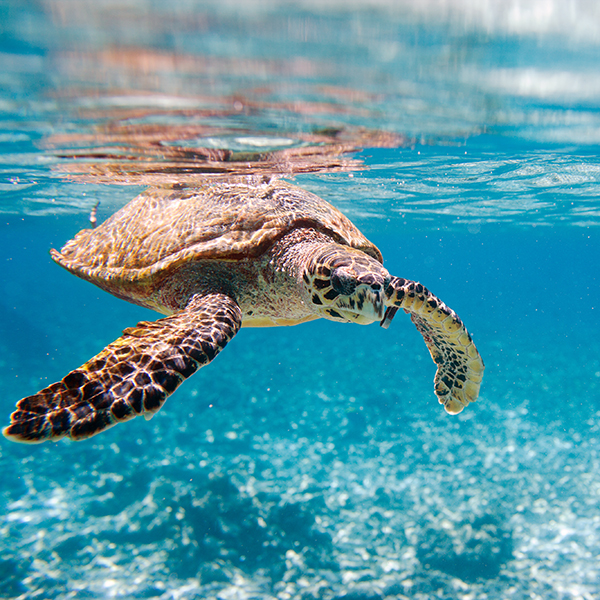 A sea turtle swims through crystal clear water.
