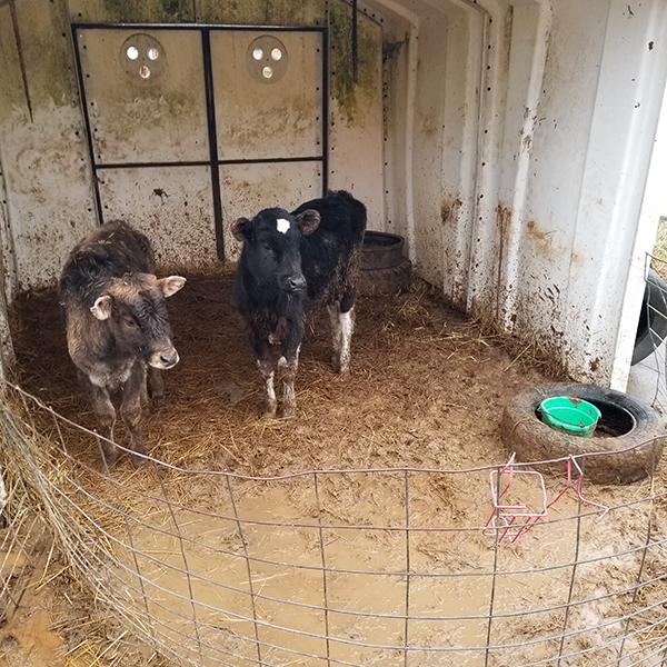 Two calves stand in a small, muddy enclosure.