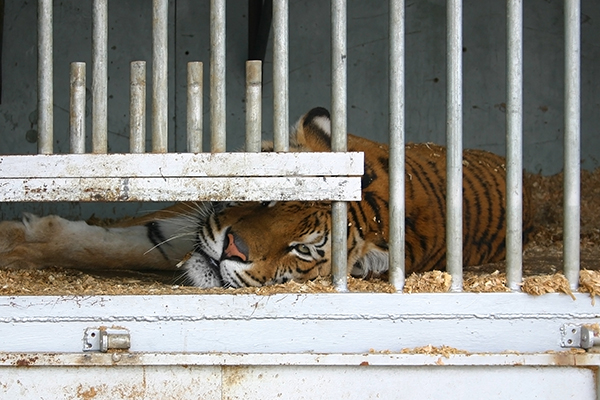 A tiger lies in wood shavings, looking out from behind vertical bars.