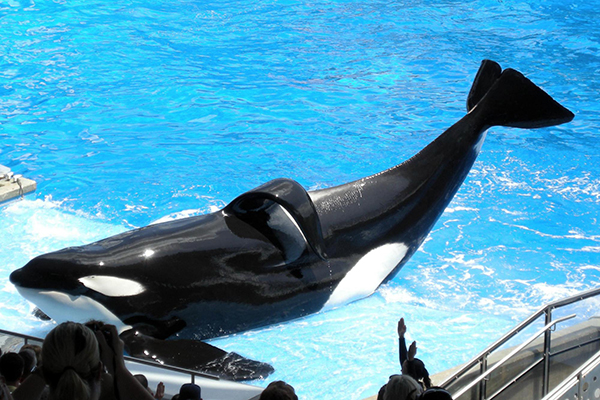 The orca Tilikum poses for photos on a slide-out at SeaWorld, his tail held high.